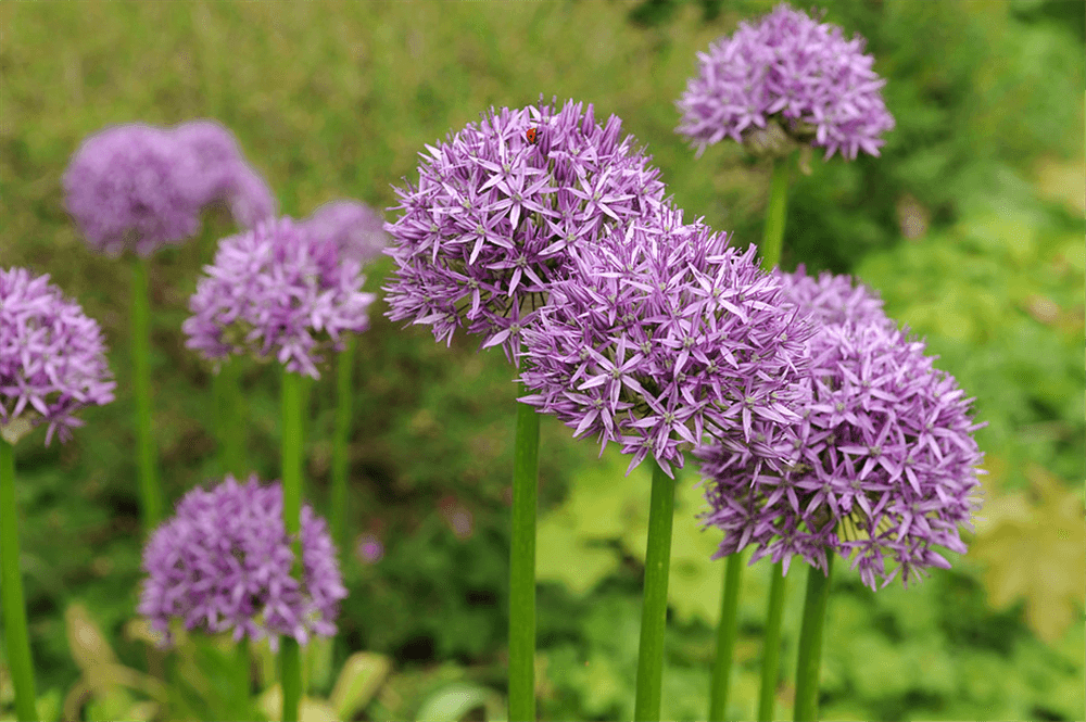 Garten-Kugel-Lauch 'Purple Sensation' - 5 Blumenzwiebeln - Blumen Eber - Pflanzen > Blumenzwiebeln > Zierlauch - DerGartenmarkt.de shop.dergartenmarkt.de