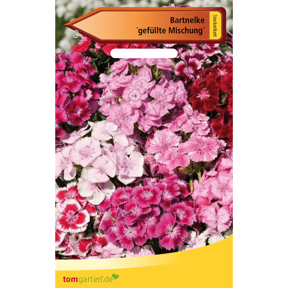 Gefüllte Bartnelke - tomgarten - Pflanzen > Saatgut > Blumensamen > Blumensamen, mehrjährig - DerGartenmarkt.de shop.dergartenmarkt.de