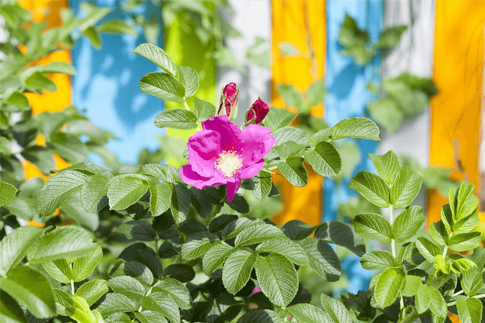 Glanzblättrige Rose - Gartenglueck und Bluetenkunst - DerGartenMarkt.de - Pflanzen > Gartenpflanzen > Rosen > Wildrosen - DerGartenmarkt.de shop.dergartenmarkt.de