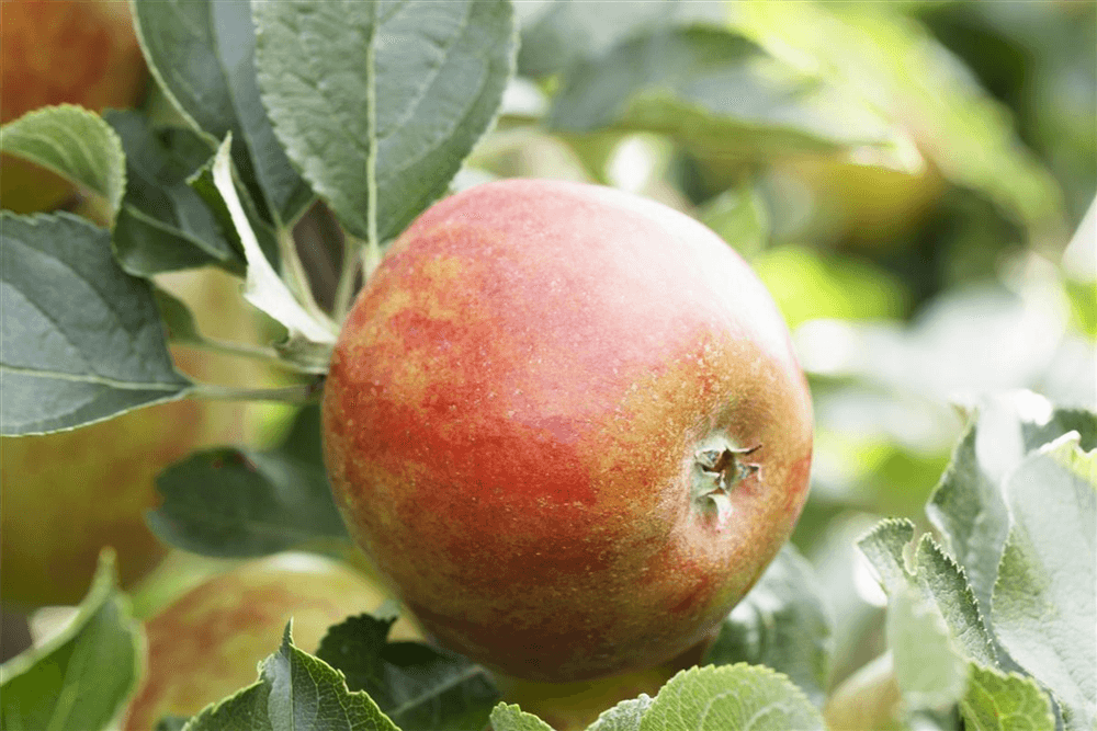 Herbstapfel 'Holsteiner Cox' - Gartenglueck und Bluetenkunst - DerGartenMarkt.de - Obst > Kern- und Steinobst > Äpfel - DerGartenmarkt.de shop.dergartenmarkt.de