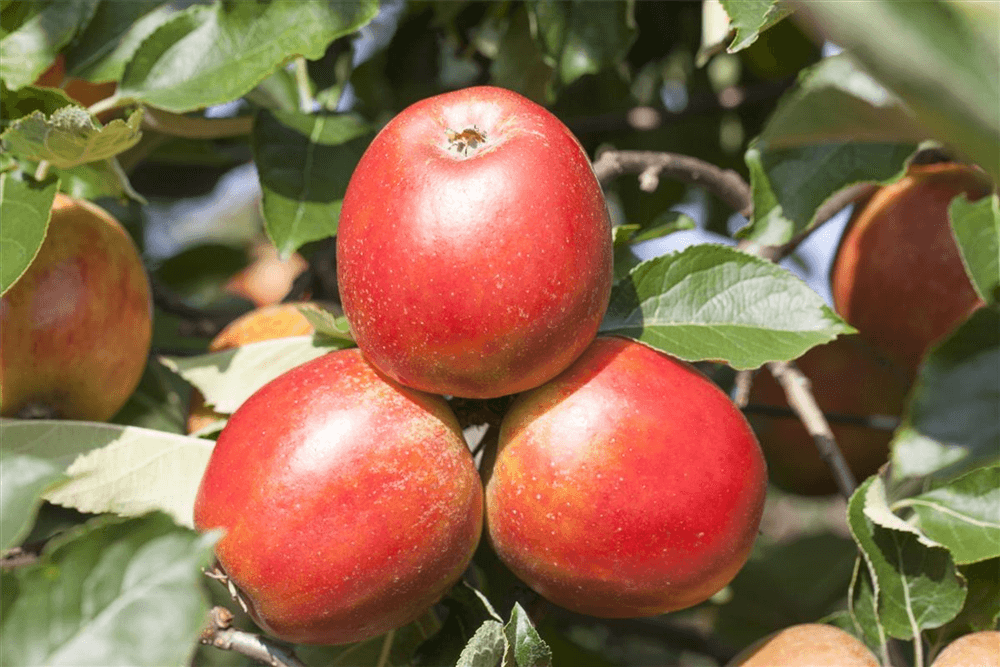 Herbstapfel 'Holsteiner Cox' - Gartenglueck und Bluetenkunst - DerGartenMarkt.de - Obst > Kern- und Steinobst > Äpfel - DerGartenmarkt.de shop.dergartenmarkt.de