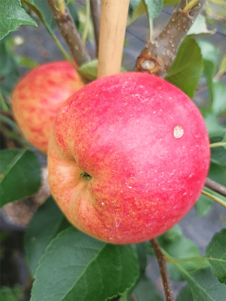 Herbstapfel 'Rebella'® - Gartenglueck und Bluetenkunst - DerGartenMarkt.de - Obst > Kern- und Steinobst > Äpfel - DerGartenmarkt.de shop.dergartenmarkt.de