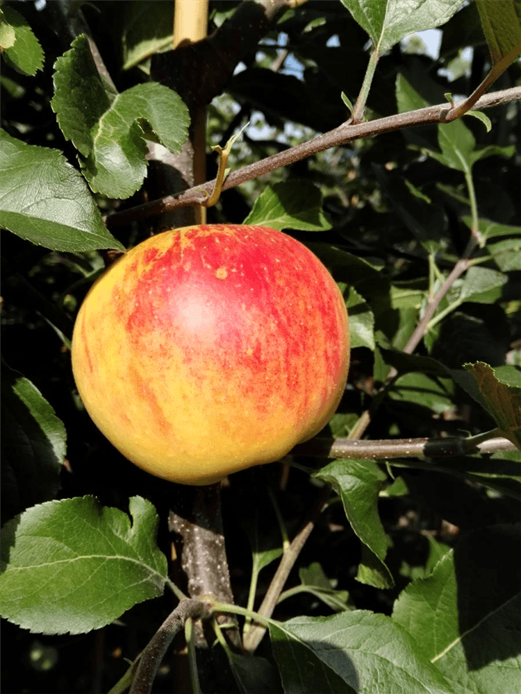 Herbstapfel 'Rubinola'(s) - Gartenglueck und Bluetenkunst - DerGartenMarkt.de - Obst > Kern- und Steinobst > Äpfel - DerGartenmarkt.de shop.dergartenmarkt.de