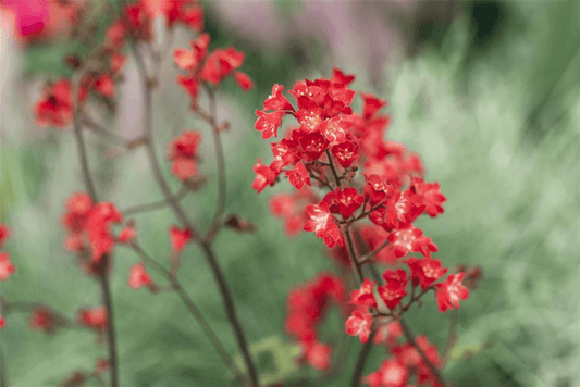 Heuchera sanguinea 'Ruby Bells' - Blumen Eber - Pflanzen > Gartenpflanzen > Stauden - DerGartenmarkt.de shop.dergartenmarkt.de