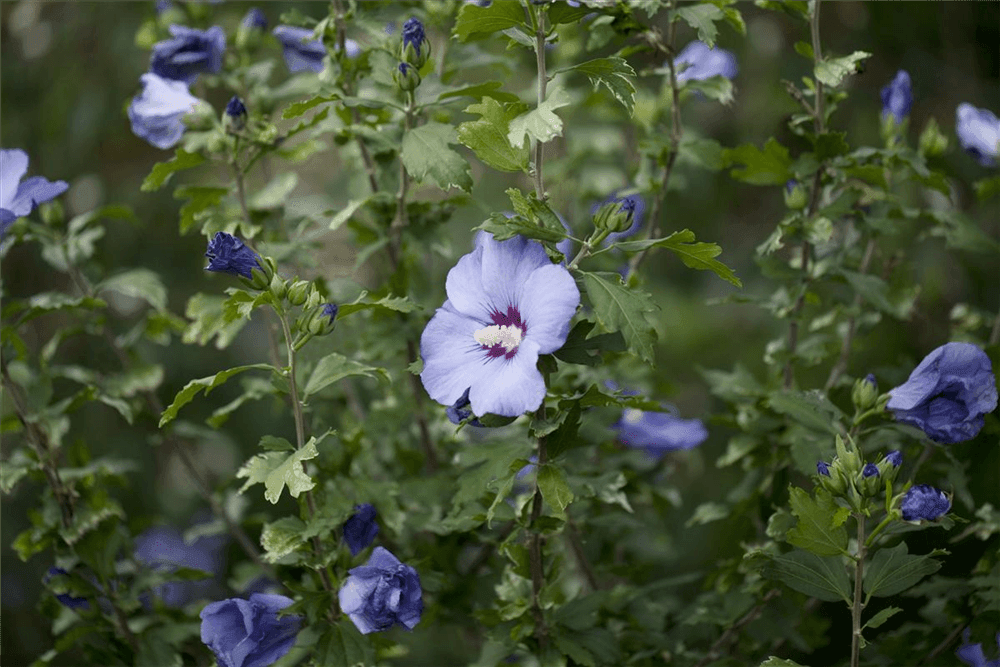 Hibiscus syriacus 'Blue Bird' - Gartenglueck und Bluetenkunst - DerGartenMarkt.de - Pflanzen > Gartenpflanzen > Laubgehölze - DerGartenmarkt.de shop.dergartenmarkt.de