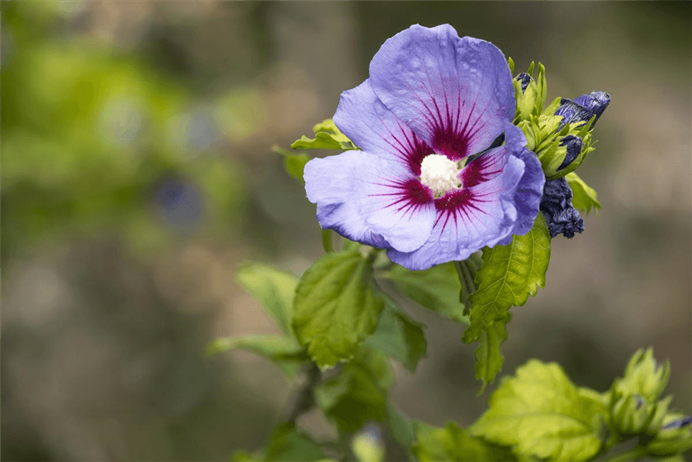 Hibiscus syriacus 'Blue Bird' - Gartenglueck und Bluetenkunst - DerGartenMarkt.de - Pflanzen > Gartenpflanzen > Laubgehölze - DerGartenmarkt.de shop.dergartenmarkt.de