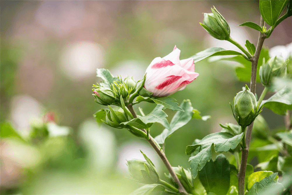 Hibiscus syriacus 'Hamabo' - Gartenglueck und Bluetenkunst - DerGartenMarkt.de - Pflanzen > Gartenpflanzen > Laubgehölze - DerGartenmarkt.de shop.dergartenmarkt.de