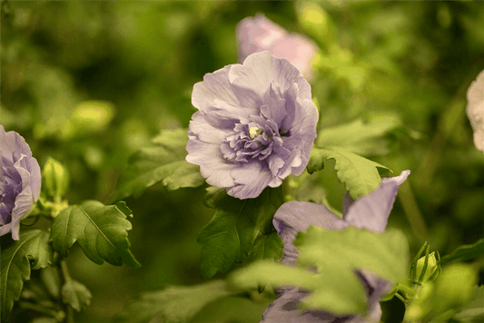 Hibiscus syriacus 'Lavender Chiffon'® - Gartenglueck und Bluetenkunst - DerGartenMarkt.de - Pflanzen > Gartenpflanzen > Laubgehölze - DerGartenmarkt.de shop.dergartenmarkt.de
