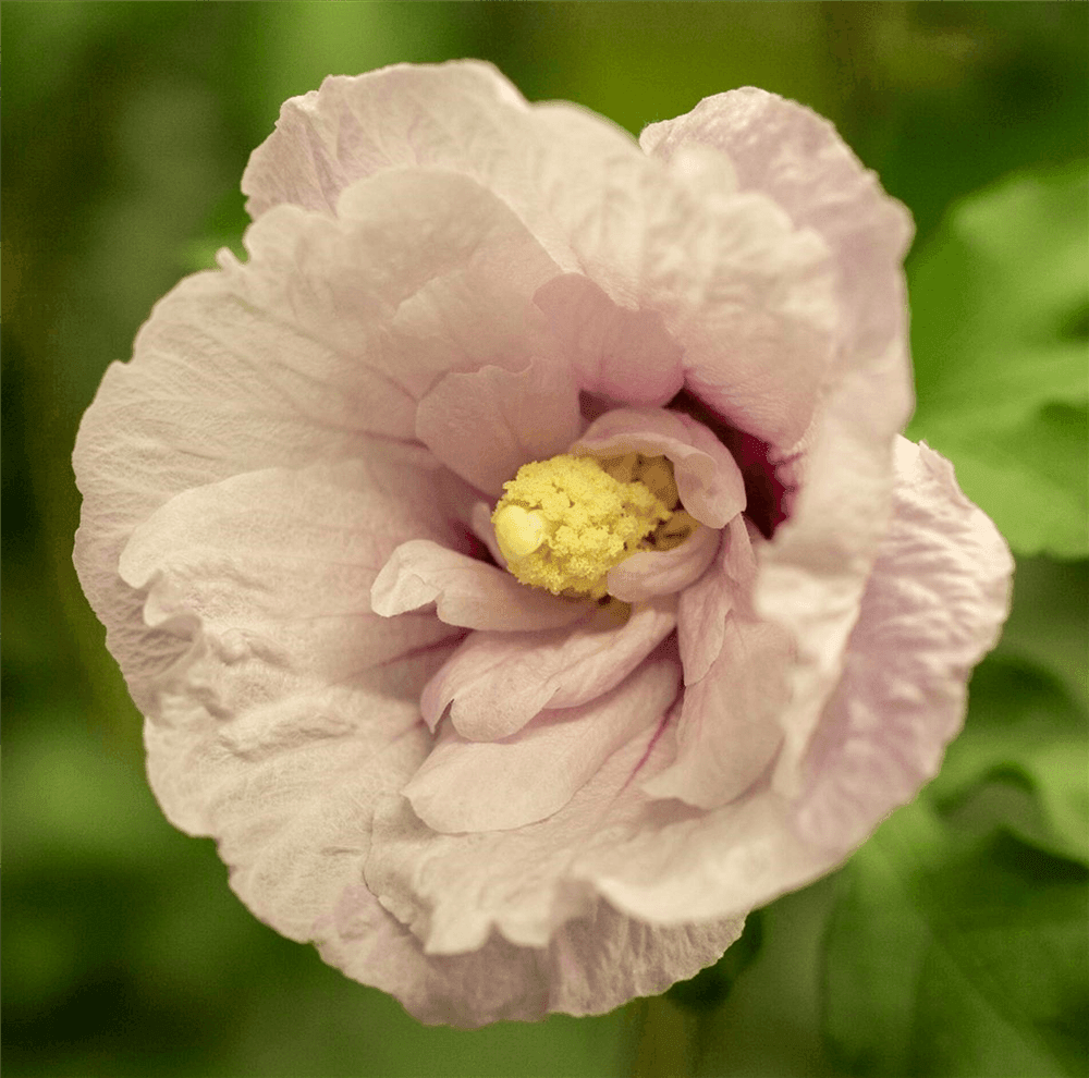 Hibiscus syriacus 'Pink Chiffon'®(S) - Gartenglueck und Bluetenkunst - DerGartenMarkt.de - Pflanzen > Gartenpflanzen > Laubgehölze - DerGartenmarkt.de shop.dergartenmarkt.de