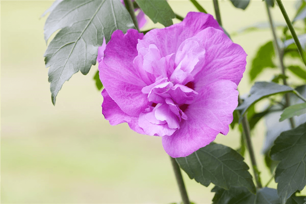 Hibiscus syriacus 'Purple Ruffles'® - Gartenglueck und Bluetenkunst - DerGartenMarkt.de - Pflanzen > Gartenpflanzen > Laubgehölze - DerGartenmarkt.de shop.dergartenmarkt.de