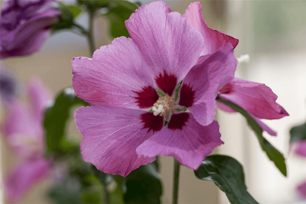 Hibiscus syriacus 'Silke'® - Gartenglueck und Bluetenkunst - DerGartenMarkt.de - Pflanzen > Gartenpflanzen > Laubgehölze - DerGartenmarkt.de shop.dergartenmarkt.de