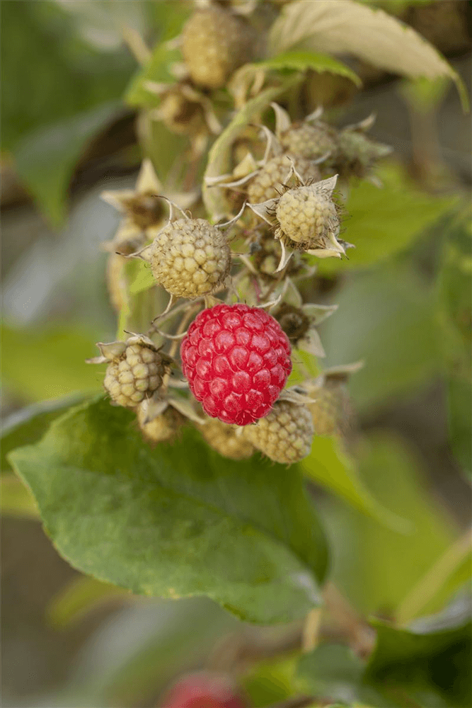 Himbeere Polar Fruits® 'Raspberry' - Gartenglueck und Bluetenkunst - DerGartenMarkt.de - Obst > Beerenobst > Himbeeren - DerGartenmarkt.de shop.dergartenmarkt.de