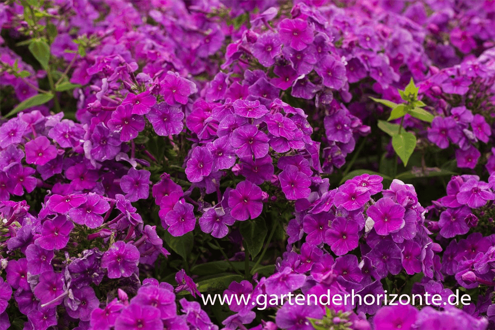 Hohe Garten-Flammenblume 'Purple Flame'® - Gartenglueck und Bluetenkunst - DerGartenMarkt.de - Pflanzen > Gartenpflanzen > Stauden - DerGartenmarkt.de shop.dergartenmarkt.de