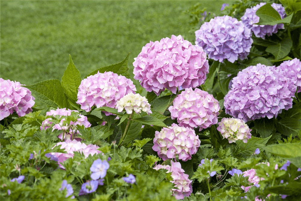 Hortensie 'Endless Summer'® Rosa - Gartenglueck und Bluetenkunst - DerGartenMarkt.de - Pflanzen > Gartenpflanzen > Laubgehölze - DerGartenmarkt.de shop.dergartenmarkt.de