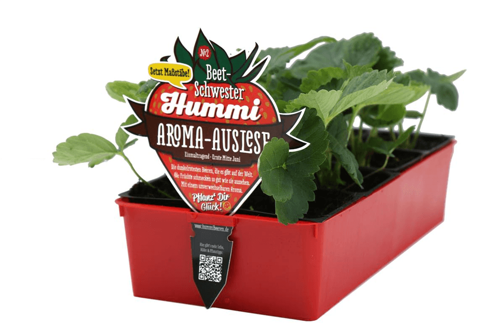 Hummi ® Aroma-Auslese, 6er- & 12er Set - DerGartenmarkt.de - Obst > Beerenobst > Erdbeeren - DerGartenmarkt.de shop.dergartenmarkt.de