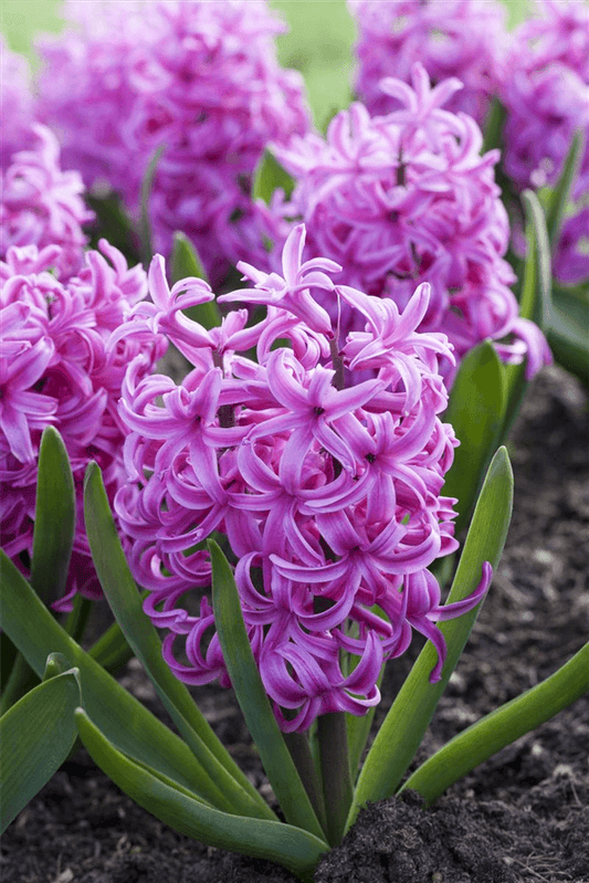 Hyazinthe 'Pink Pearl' - 5 Blumenzwiebeln - Blumen Eber - Pflanzen > Blumenzwiebeln > Hyazinthen - DerGartenmarkt.de shop.dergartenmarkt.de