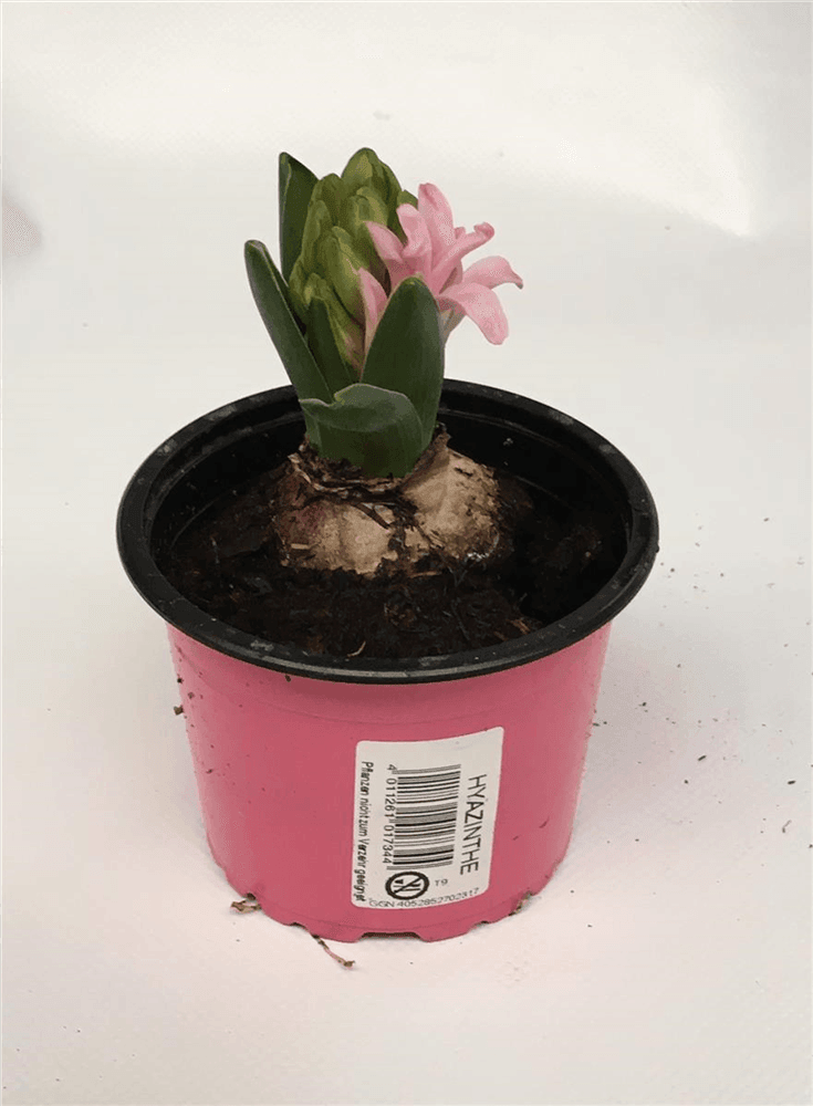 Hyazinthe 'Pink Pearl' - 5 Blumenzwiebeln - Blumen Eber - Pflanzen > Blumenzwiebeln > Hyazinthen - DerGartenmarkt.de shop.dergartenmarkt.de