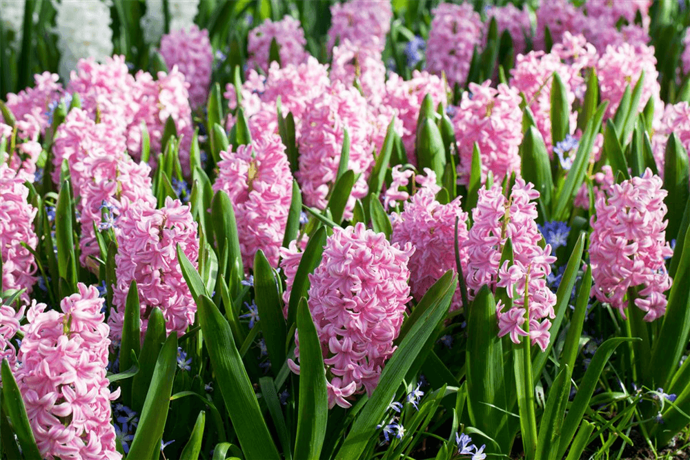 Hyazinthe 'Pink Pearl' - Blumen Eber - Pflanzen > Balkonpflanzen & Kübelpflanzen > Frühjahrsblumen - DerGartenmarkt.de shop.dergartenmarkt.de