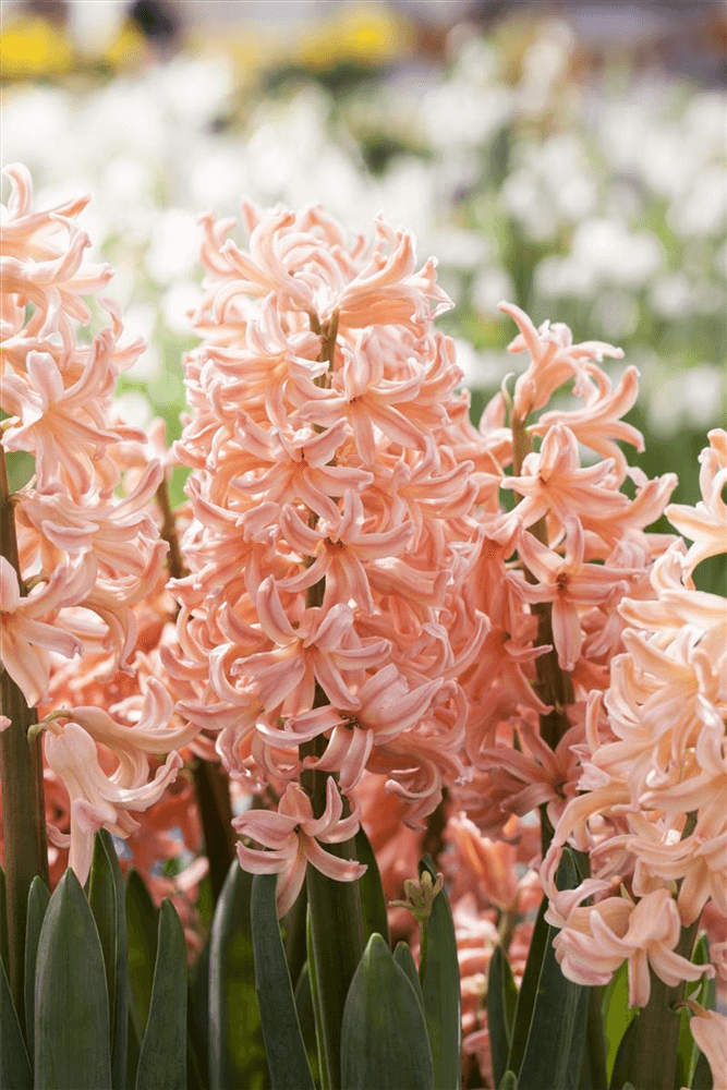 Hyazinthe 'Pink Pearl' - Blumen Eber - Pflanzen > Balkonpflanzen & Kübelpflanzen > Frühjahrsblumen - DerGartenmarkt.de shop.dergartenmarkt.de