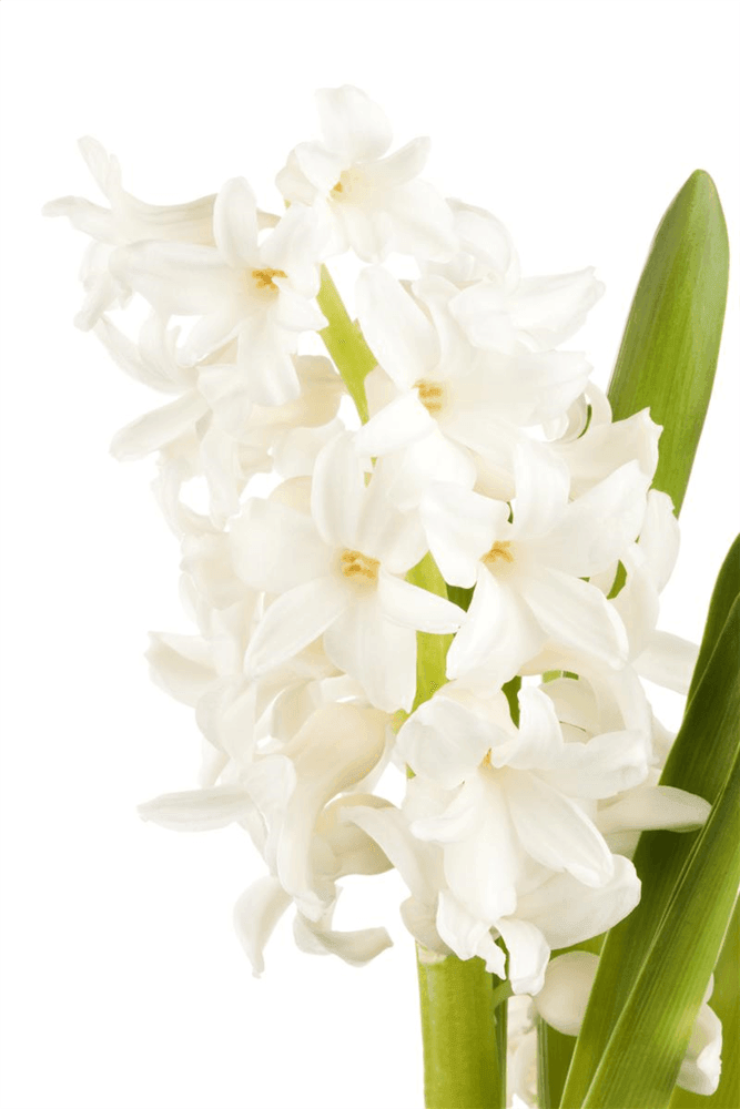 Hyazinthe 'White Pearl' - 5 Blumenzwiebeln - Blumen Eber - Pflanzen > Blumenzwiebeln > Hyazinthen - DerGartenmarkt.de shop.dergartenmarkt.de