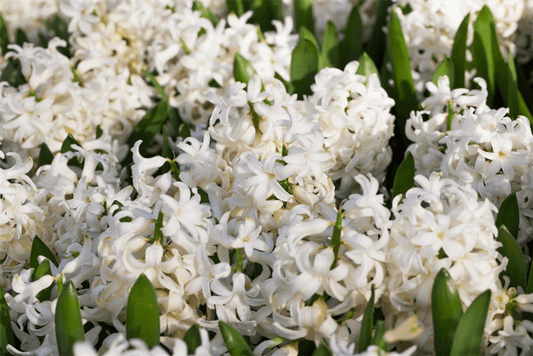Hyazinthe 'White Pearl' - Blumen Eber - Pflanzen > Balkonpflanzen & Kübelpflanzen > Frühjahrsblumen - DerGartenmarkt.de shop.dergartenmarkt.de