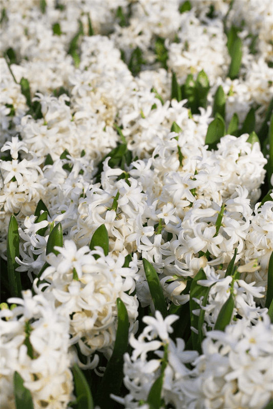 Hyazinthe 'White Pearl' - Blumen Eber - Pflanzen > Gartenpflanzen > Zwiebelpflanzen & Knollenpflanzen - DerGartenmarkt.de shop.dergartenmarkt.de