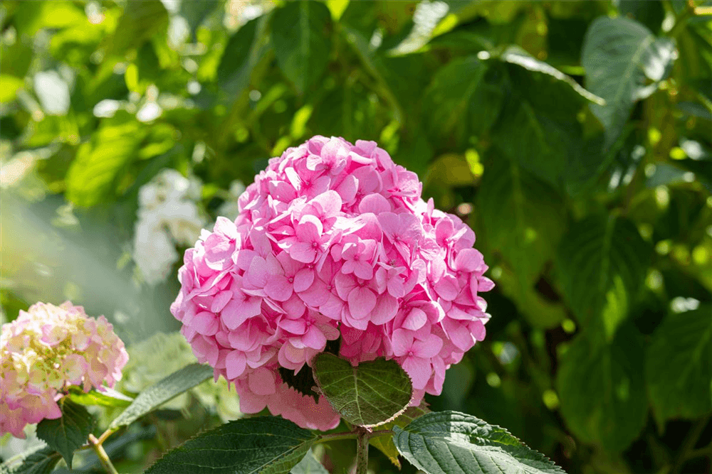 Hydrangea macrophylla 'Endless Summer'® rosa - Gartenglueck und Bluetenkunst - DerGartenMarkt.de - Pflanzen > Gartenpflanzen > Laubgehölze - DerGartenmarkt.de shop.dergartenmarkt.de