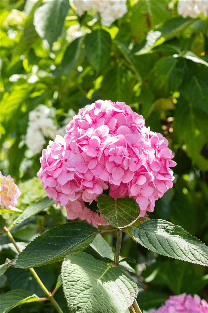 Hydrangea macrophylla 'Endless Summer'® rosa - Gartenglueck und Bluetenkunst - DerGartenMarkt.de - Pflanzen > Gartenpflanzen > Laubgehölze - DerGartenmarkt.de shop.dergartenmarkt.de