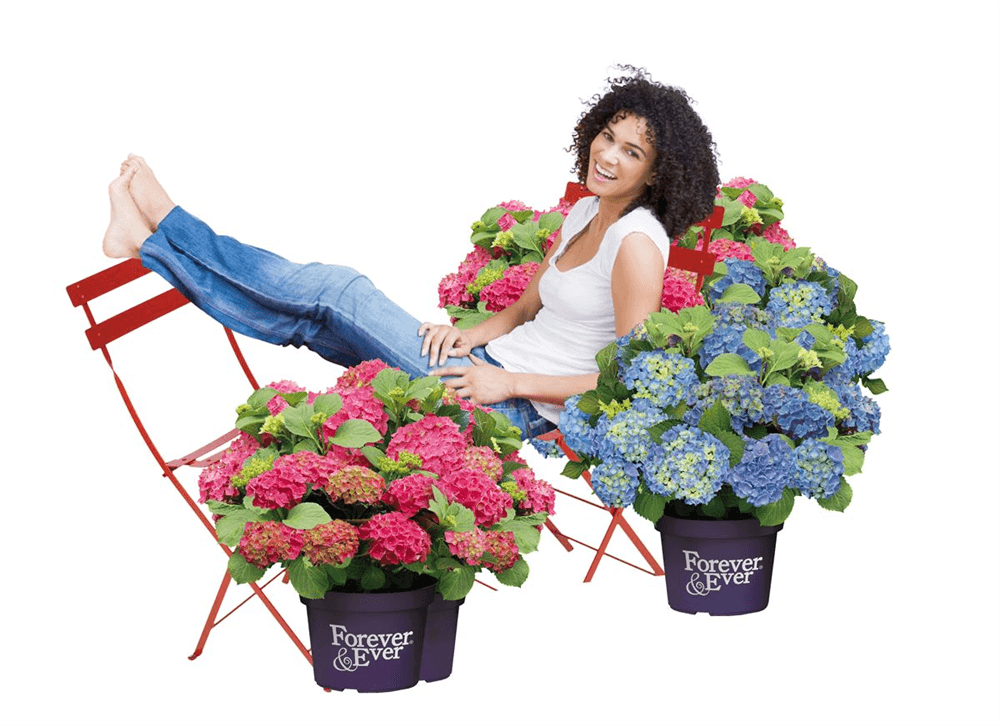 Hydrangea macrophylla 'Forever & Ever'® Blue - Gartenglueck und Bluetenkunst - DerGartenMarkt.de - Pflanzen > Gartenpflanzen > Laubgehölze - DerGartenmarkt.de shop.dergartenmarkt.de