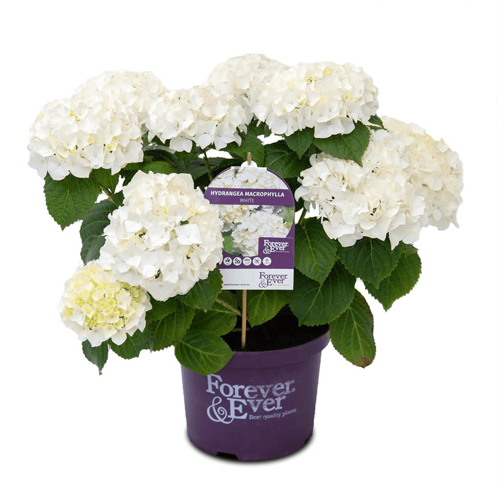 Hydrangea macrophylla 'Forever & Ever'® White - Gartenglueck und Bluetenkunst - DerGartenMarkt.de - Pflanzen > Gartenpflanzen > Laubgehölze - DerGartenmarkt.de shop.dergartenmarkt.de