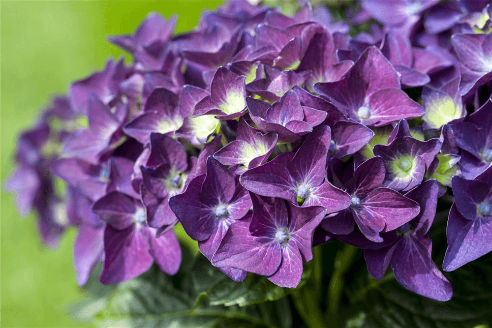 Hydrangea macrophylla 'Music-Collection'® 'Deep Purple Dance'® - Gartenglueck und Bluetenkunst - DerGartenMarkt.de - Pflanzen > Gartenpflanzen > Laubgehölze - DerGartenmarkt.de shop.dergartenmarkt.de