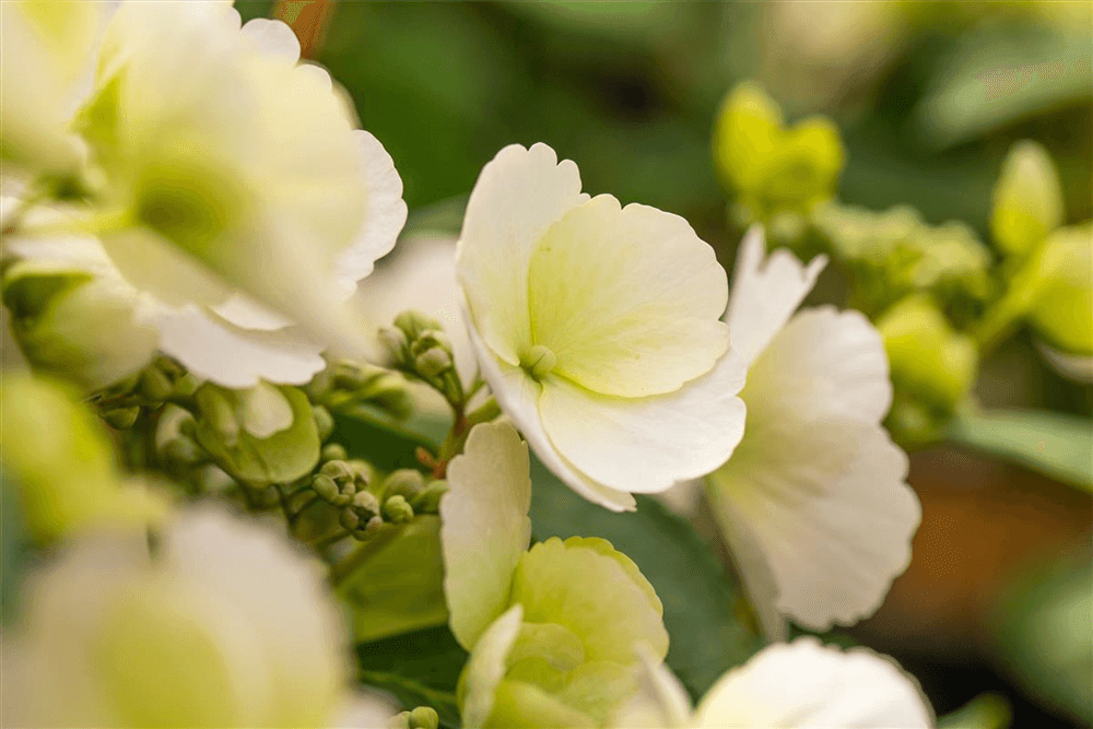 Hydrangea macrophylla 'Runaway Bride'® - Gartenglueck und Bluetenkunst - DerGartenMarkt.de - Pflanzen > Gartenpflanzen > Laubgehölze - DerGartenmarkt.de shop.dergartenmarkt.de