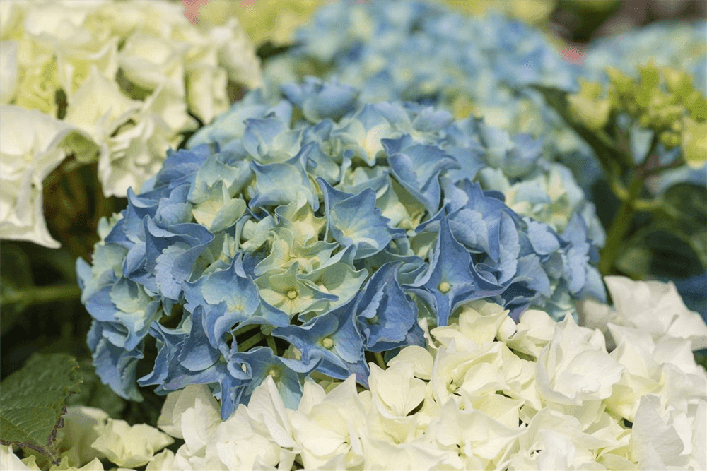 Hydrangea macrophylla 'Three Sisters'® - Gartenglueck und Bluetenkunst - DerGartenMarkt.de - Pflanzen > Gartenpflanzen > Laubgehölze - DerGartenmarkt.de shop.dergartenmarkt.de