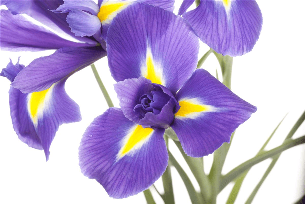 Iris sibirica - Gartenglueck und Bluetenkunst - DerGartenMarkt.de - Pflanzen > Gartenpflanzen > Stauden - DerGartenmarkt.de shop.dergartenmarkt.de