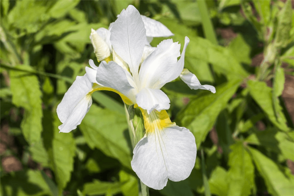 Iris sibirica - Gartenglueck und Bluetenkunst - DerGartenMarkt.de - Pflanzen > Gartenpflanzen > Stauden - DerGartenmarkt.de shop.dergartenmarkt.de