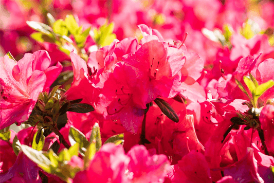 Japanische Azalee 'Little Red' - Gartenglueck und Bluetenkunst - DerGartenMarkt.de - Pflanzen > Gartenpflanzen > Rhododendron - DerGartenmarkt.de shop.dergartenmarkt.de