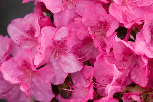 Japanische Azalee 'Pink for Help'® - Gartenglueck und Bluetenkunst - DerGartenMarkt.de - Pflanzen > Gartenpflanzen > Rhododendron - DerGartenmarkt.de shop.dergartenmarkt.de