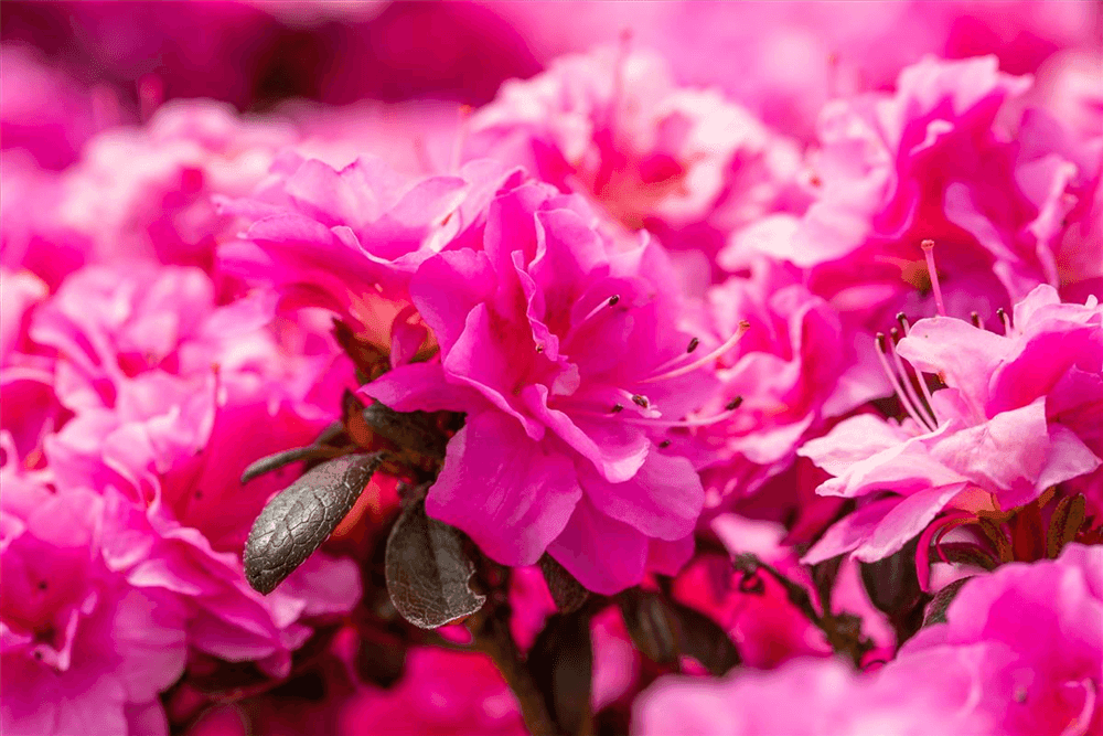 Japanische Azalee 'Rokoko' - Gartenglueck und Bluetenkunst - DerGartenMarkt.de - Pflanzen > Gartenpflanzen > Rhododendron - DerGartenmarkt.de shop.dergartenmarkt.de