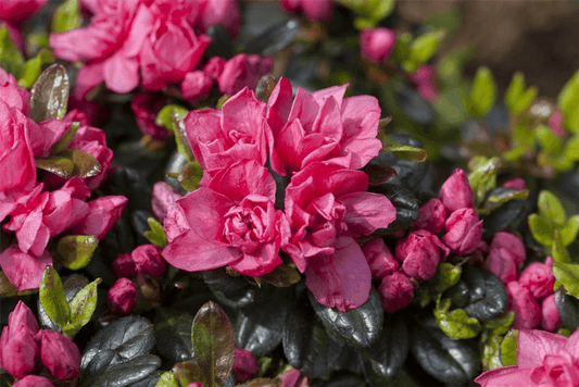Japanische Azalee 'Rosinetta'® - Gartenglueck und Bluetenkunst - DerGartenMarkt.de - Pflanzen > Gartenpflanzen > Rhododendron - DerGartenmarkt.de shop.dergartenmarkt.de