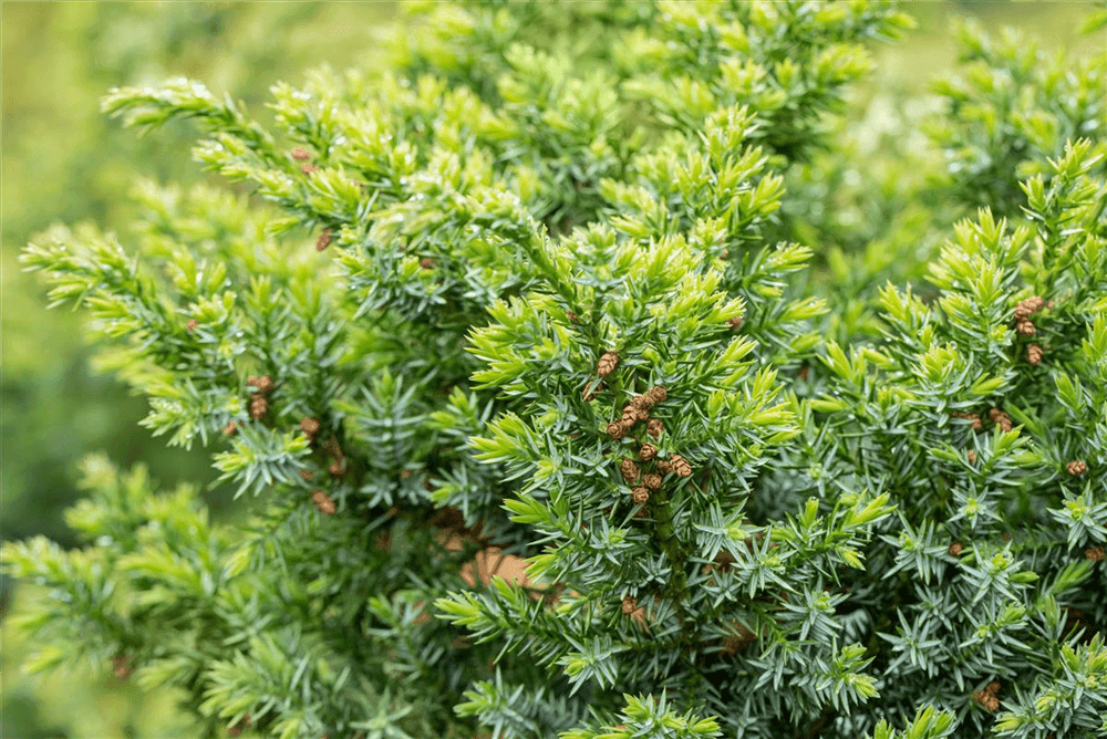 Juniperus chinensis 'Blue Alps' - Gartenglueck und Bluetenkunst - DerGartenMarkt.de - Pflanzen > Gartenpflanzen > Koniferen - DerGartenmarkt.de shop.dergartenmarkt.de