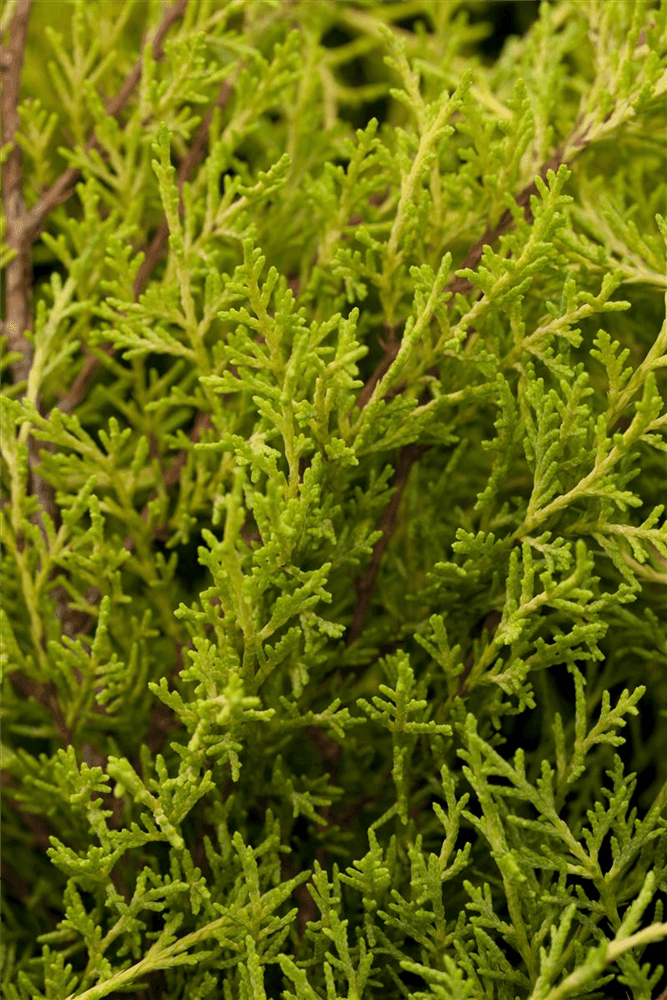 Juniperus chinensis 'Old Gold' - Gartenglueck und Bluetenkunst - DerGartenMarkt.de - Pflanzen > Gartenpflanzen > Koniferen - DerGartenmarkt.de shop.dergartenmarkt.de