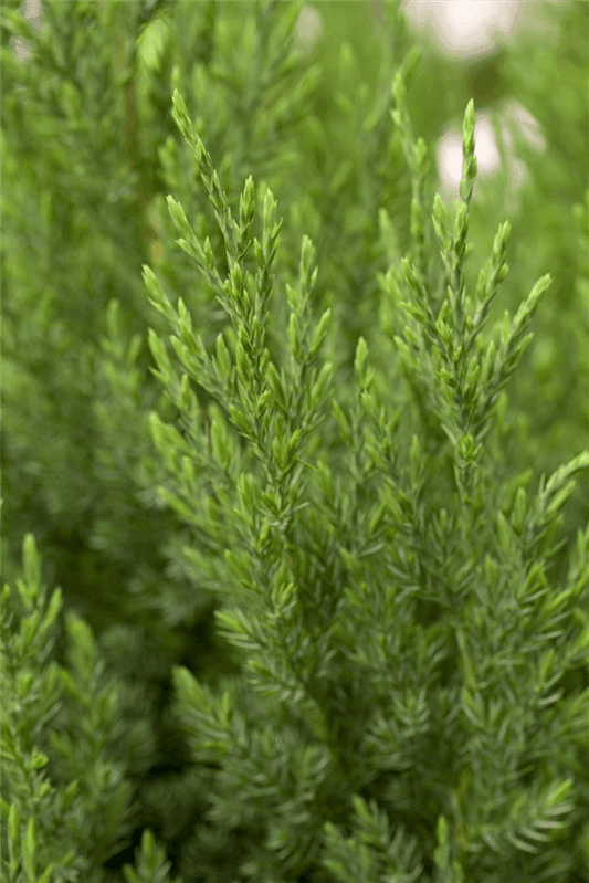 Juniperus chinensis 'Stricta' - Gartenglueck und Bluetenkunst - DerGartenMarkt.de - Pflanzen > Gartenpflanzen > Koniferen - DerGartenmarkt.de shop.dergartenmarkt.de