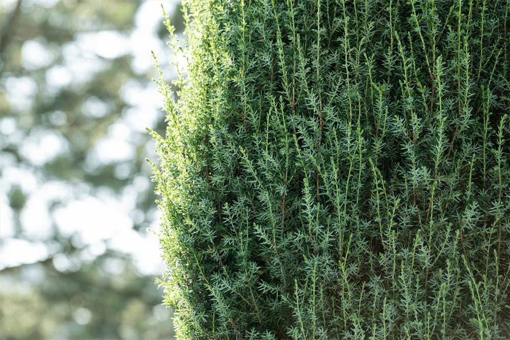Juniperus communis 'Arnold' - Gartenglueck und Bluetenkunst - DerGartenMarkt.de - Pflanzen > Gartenpflanzen > Koniferen - DerGartenmarkt.de shop.dergartenmarkt.de
