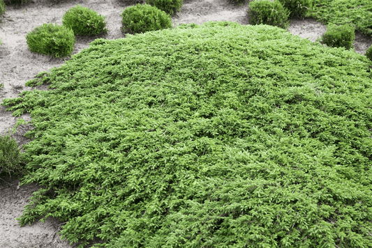 Juniperus communis 'Green Carpet' - Gartenglueck und Bluetenkunst - DerGartenMarkt.de - Pflanzen > Gartenpflanzen > Koniferen - DerGartenmarkt.de shop.dergartenmarkt.de