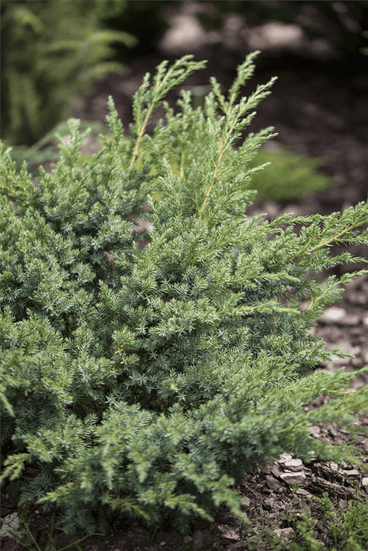 Juniperus horizontalis 'Andorra Compact' - Gartenglueck und Bluetenkunst - DerGartenMarkt.de - Pflanzen > Gartenpflanzen > Koniferen - DerGartenmarkt.de shop.dergartenmarkt.de
