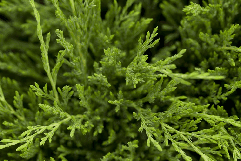 Juniperus horizontalis 'Andorra Compact' - Gartenglueck und Bluetenkunst - DerGartenMarkt.de - Pflanzen > Gartenpflanzen > Koniferen - DerGartenmarkt.de shop.dergartenmarkt.de