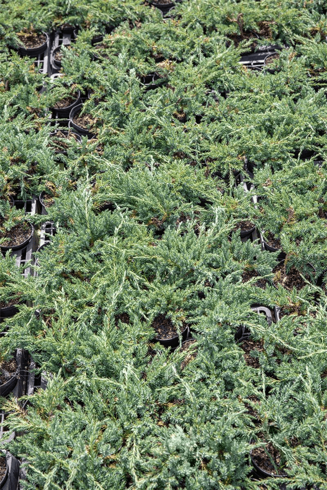 Juniperus horizontalis 'Blue Chip' - Gartenglueck und Bluetenkunst - DerGartenMarkt.de - Pflanzen > Gartenpflanzen > Koniferen - DerGartenmarkt.de shop.dergartenmarkt.de