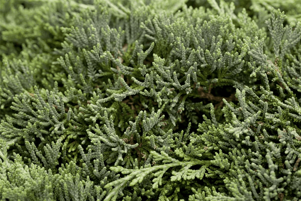 Juniperus horizontalis 'Icee Blue'® - Gartenglueck und Bluetenkunst - DerGartenMarkt.de - Pflanzen > Gartenpflanzen > Koniferen - DerGartenmarkt.de shop.dergartenmarkt.de