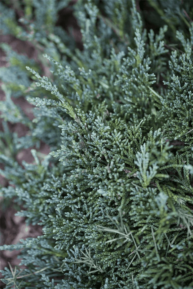 Juniperus horizontalis 'Icee Blue'® - Gartenglueck und Bluetenkunst - DerGartenMarkt.de - Pflanzen > Gartenpflanzen > Koniferen - DerGartenmarkt.de shop.dergartenmarkt.de