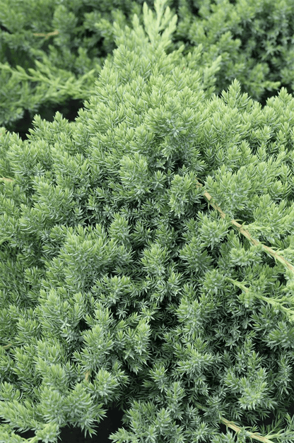 Juniperus procumbens 'Nana' - Gartenglueck und Bluetenkunst - DerGartenMarkt.de - Pflanzen > Gartenpflanzen > Koniferen - DerGartenmarkt.de shop.dergartenmarkt.de